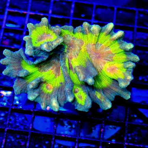 4.5x4 PECTINIA CORAL - ULTRA COLORED HANDPICKED SPACE INVADER PECTINIA