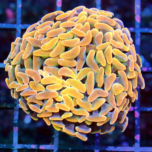 3" BRANCHING HAMMER CORAL - ORANGE BRANCHING HAMMER CORAL