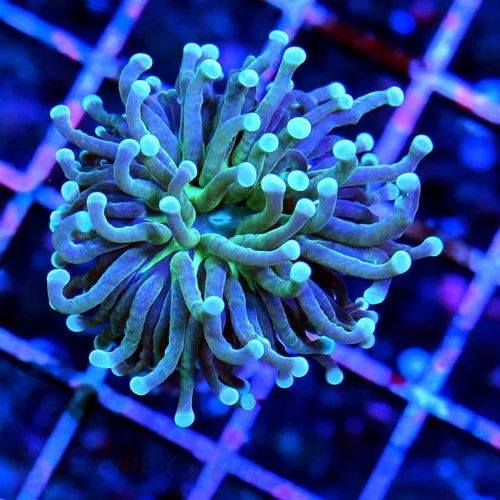 TORCH CORAL - ULTRA COLORED BLUE TIPPED TORCH CORAL