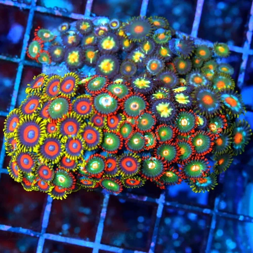 4x3 COMBO ZOANTHIDS - INDO COMBO ZOANTHID COLONY ROCK