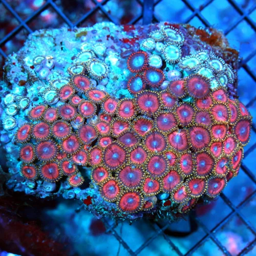 4x4 PALYTHAO CORAL - MULTICOLORED INDO PALTYHAO COLONY ROCK