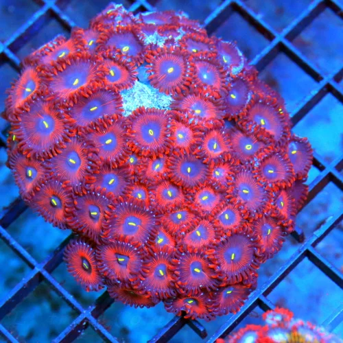 3.5 PALYTHAO CORAL - ULTRA COLORED RED PEOPLE EATER PALYTHAO COLONY ROCK