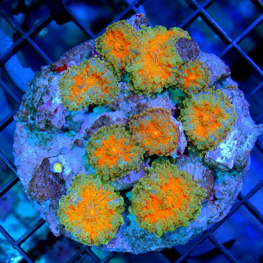 4.5x4.5 RICORDIA MUSHROOM - VERY HARD TO GET MULTICOLORED RICORDIA MUSHROOM