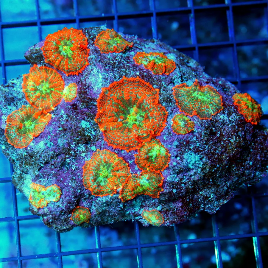 4.5x4.5 RHODACTIS MUSHROOM CORAL - ULTRA COLORED FULLY COVERED RHODACTIS MUSHROOM COLONY