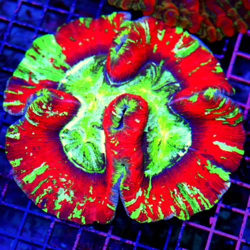 5.5x5 WELLSOPHYLLIA CORAL - ULTRA GRADE ULTRA COLORED RAINBOW WELLSOPHYLLIA CORAL