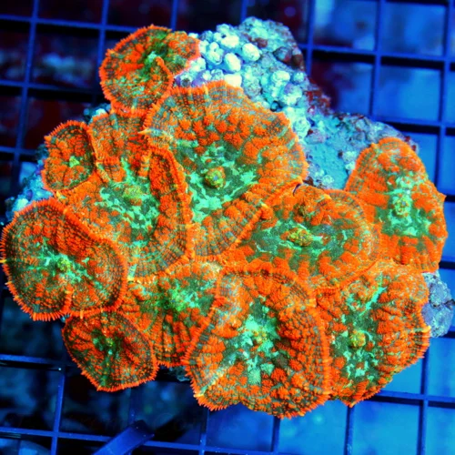 4.5x4.5 RHODACTIS MUSHROOM CORAL - ULTRA COLORED FULLY COVERED RHODACTIS MUSHROOM COLONY