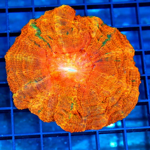 5x5 ACANTHOPHYLLIA CORAL - HANDPICKED BY SCOTT ULTRA GRADE ULTRA COLORED ACANTHOPHYLLIA CORAL