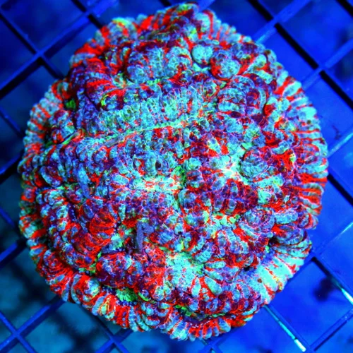 4x4 SYMPHYLLIA WILSONI CORAL - HANDPICKED BY SCOTT ULTRA GRADE SYMPHYLLIA WILSONI CORAL