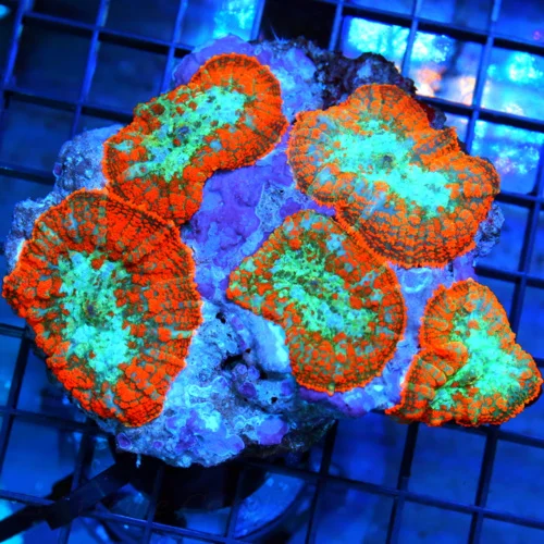 4.5x4.5 RHODACTIS MUSHROOM CORAL - ULTRA COLORED FULLY COVERED RHODACTIS MUSHROOM COLONY