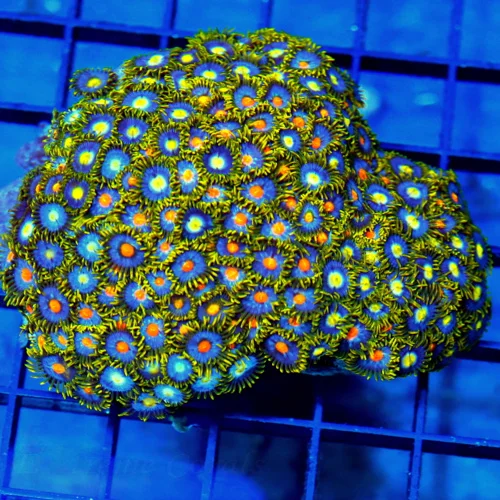 4.5x4 ZOANTHID CORAL COLONY - HANDPICKED BY SCOTT ULTRA COLORED ZOANTHID CORAL COLONY