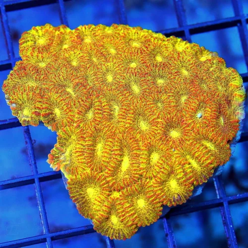 4x3 FAVIA CORAL - YELLOW AND ORANGE MULTICOLORED FAVIA CORAL