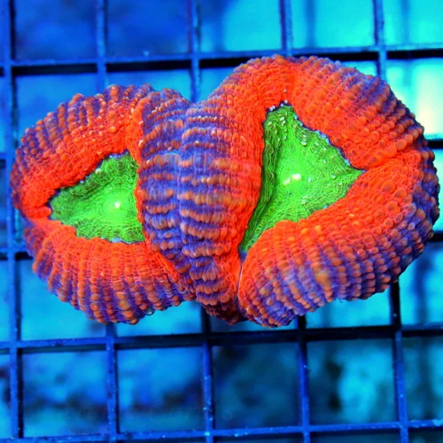 3.5x2.5 LOBOPHYLLIA CORAL - ULTRA FIRE MULTICOLORED LOBOPHYLLIA CORAL