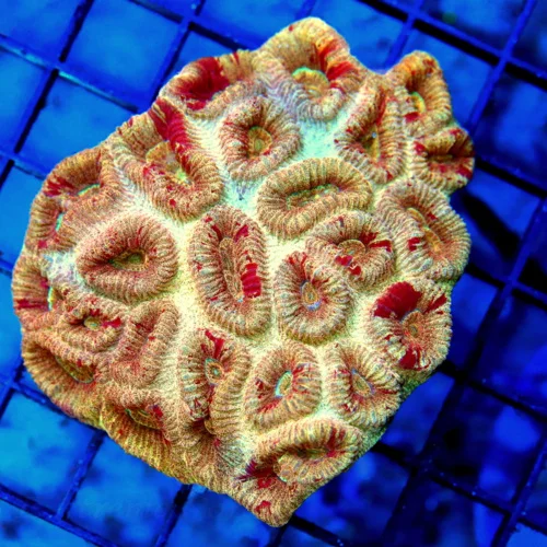 3.5x3.5 FAVIA CORAL - WICKED ORANGE AND RED MIXED FAVIA CORAL