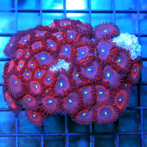 4x4 PALYTHOA CORAL - ULTRA COLORED RED PEOPLE EATER PALYTHOA CORAL