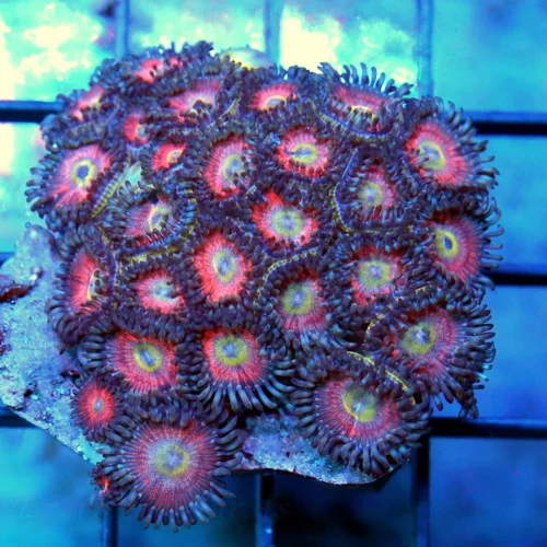 3 PALYTHOA CORAL - ULTRA GRADE VERY RARE COLORED PALYTHOA CORAL