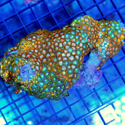 6x4 COMBO ZOANTHIDS - ULTRA COLORED SUPER COMBO ZOANTHID CORAL COLONY ROCK