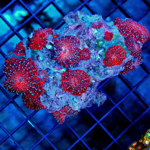 4x3 DISCOSOMA MUSHROOM CORAL - BLUE SPOTTED ULTRA RED DISCOSOMA MUSHROOM CORAL