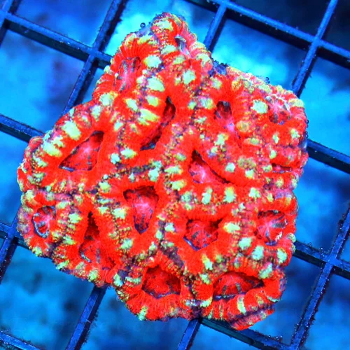 2.5 ACANTHASTREA LORDHOWENSIS CORAL - ULTRA COLORED PINK EYED ACANTHASTREA LORDHOWENSIS