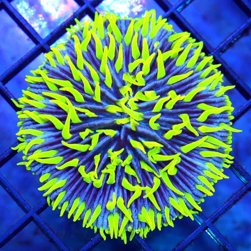 3 PLATE CORAL -  SUPER PURPLE AND LIME GREEN PLATE CORAL