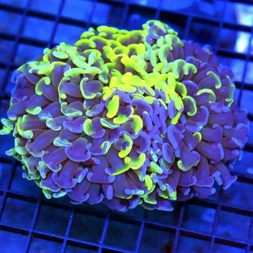 5.5x5 XL HAMMER CORAL - SUPER TOXIC GREEN WITH BLUE AND PURPLE SPLASHED XL HAMMER CORAL