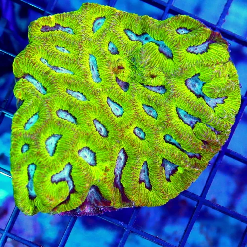 4x4.5 PLATYGYRA CORAL - MULTICOLORED GREEN AND BLUE PLATYGYRA