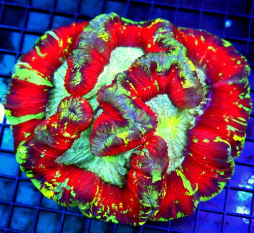 6.5x5.5 XL WELLSOPHYLLIA CORAL - HANDPICKED SECRET SUPPLIER ULTRA RAINBOW COLLECTOR'S ITEM WELLSOPHY