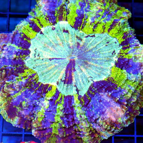 7x7 ACANTHOPHYLLIA CORAL - ULTRA ULTRA COLORED HANDPICKED VERY RARE ACANTHOPHYLLIA