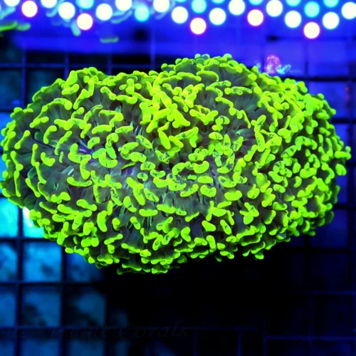 6x4.5 HAMMER CORAL - SCREAMING NEON YELLOW TENTACLED VERY RARE COLORED HAMMER CORAL