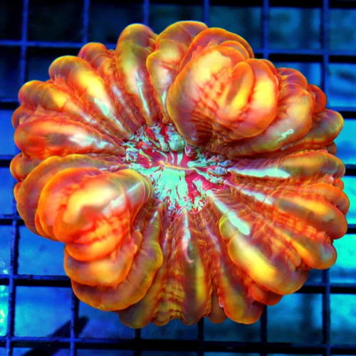 4.5x4.5 XL CYNARINA CORAL - ULTRA GRADE ORANGE AND PINK