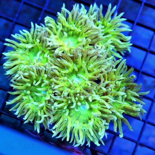 4.5x4 DUNCAN CORAL - BEAUTIFUL ULTRA COLORED GREEN DUNCAN CORAL