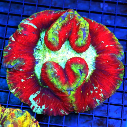 6x5.5 XXL WELLSOPHYLLIA CORAL - HANDPICKED ULTRA GRADE ULTRA COLORED RAINBOW WELLSOPHYLLIA