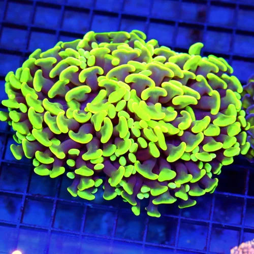 5x4.5 HAMMER CORAL - SUPER NEON TOXIC GREEN AND PURPLE HAMMER CORAL