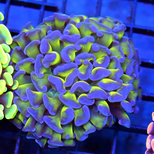 3x3.5 HAMMER CORAL - TOXIC NEON GREEN ULTRA COLORED HAMMER CORAL