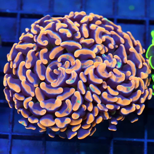 3x3.5 BRANCHING HAMMER CORAL - NEON ORANGE TIPPED BRANCHING HAMMER CORAL