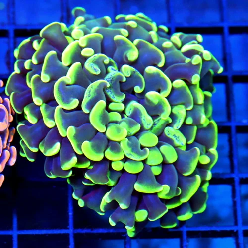 3x3.5 BRANCHING HAMMER CORAL -  TOXIC GREEN AND PURPLE BRANCHING HAMMER CORAL