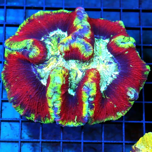 5x5 WELLSOPHYLLIA CORAL - ULTRA GRADE ULTRA COLORED RAINBOW WELLSOPHYLLIA CORAL