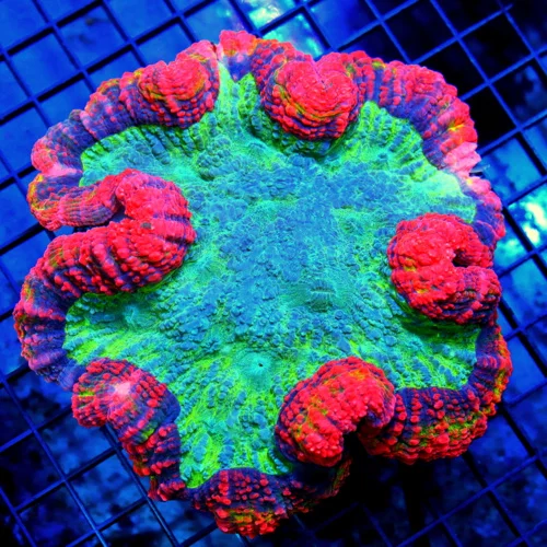 6x5.5 LOBOPHYLLIA CORAL - ULTRA COLORED ULTRA GRADE LOBOPHYLLIA CORAL