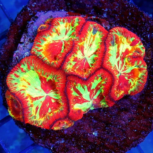 3.5x3.5 BLASTOMUSSA WELLSI CORAL - HANDPICKED BY SCOTT COLLECTOR'S ITEM BLASTOMUSSA WELLSI