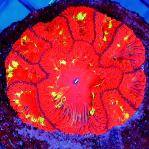 3.5x3.5 BLASTOMUSSA WELLSI CORAL - HANDPICKED BY SCOTT COLLECTOR'S ITEM BLASTOMUSSA WELLSI