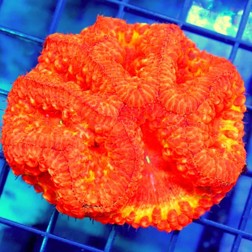 3.5x3.5 BLASTOMUSSA WELLSI CORAL - HANDPICKED BY SCOTT COLLECTOR'S ITEM BLASTOMUSSA WELLSI