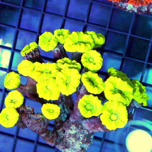 5x4 CANDY CANE CORAL - ULTRA COLORED "KRYPTONITE" CANDY CANE CORAL