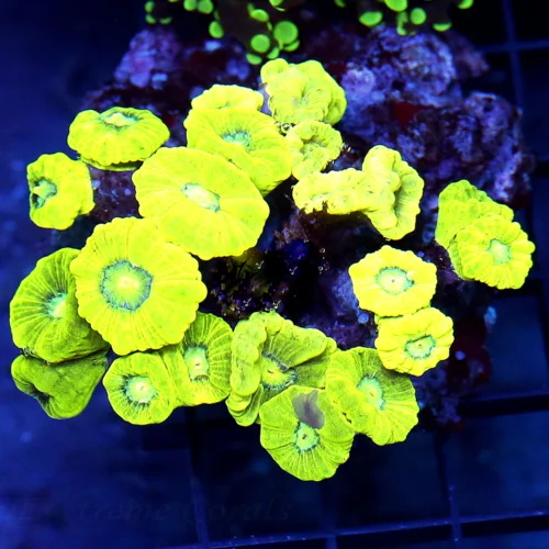 4x4 CANDY CANE CORAL - ULTRA COLORED "KRYPTONITE" CANDY CANE CORAL