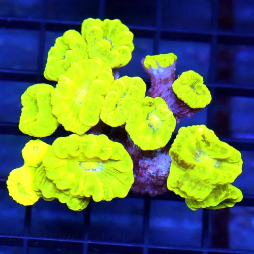 4.5x4 CANDY CANE CORAL - ULTRA COLORED "KRYPTONITE" CANDY CANE CORAL