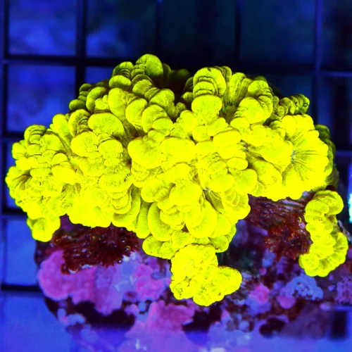 4x4 CANDY CANE CORAL - ULTRA COLORED "KRYPTONITE" CANDY CANE CORAL