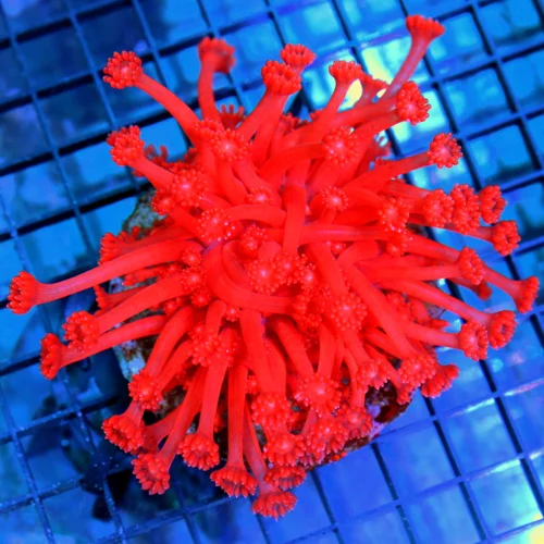 4.5x4.5 XL GONIOPORA CORAL - VERY VERY RARE "CHERRY BOMB" COLLECTOR'S ITEM GONIOPORA CORAL