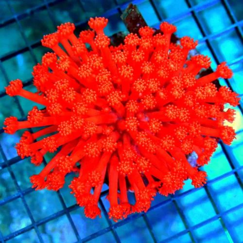 4.5x4.5 XL GONIOPORA CORAL - VERY VERY RARE "CHERRY BOMB" COLLECTOR'S ITEM GONIOPORA CORAL