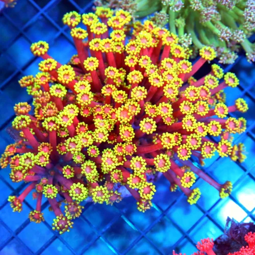 5x5 GONIOPORA CORAL - HANDPICKED COLLECTOR'S ITEM "RAINBOW" GONIOPORA CORAL