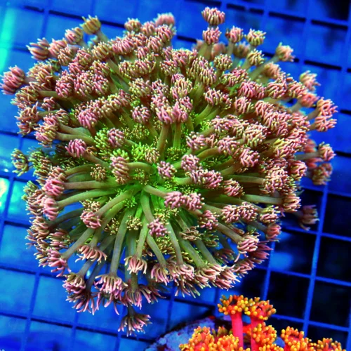 5x5 GONIOPORA CORAL - HANDPICKED BY SCOTT EXTREMELY RARE PINK AND GREEN GONIOPORA CORAL