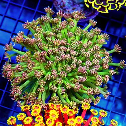 5x5 GONIOPORA CORAL - HANDPICKED BY SCOTT EXTREMELY RARE PINK AND GREEN GONIOPORA CORAL