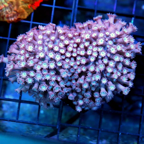 4.5x4.5 GONIOPORA CORAL - PURPLE BLUE AND PINK COLORED GONIOPORA CORAL